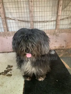 1+ year Female Purebred Lhasa Apso
