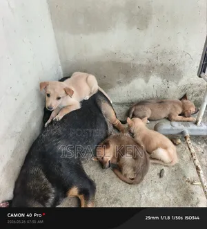 1-3 months Male Purebred Dog