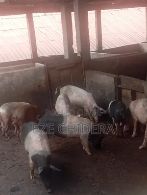 Adult Pigs