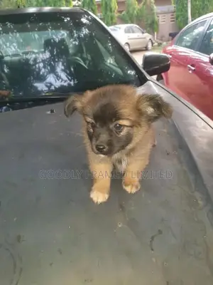 1-3 months Male Mixed Breed Pomeranian