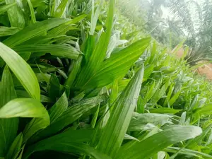 Bulk Your Seedlings Now and Thank Me Later