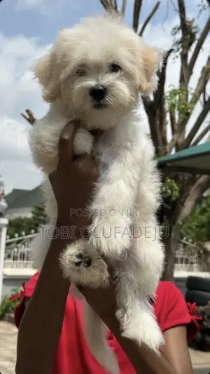 1-3 months Male Mixed Breed Lhasa Apso