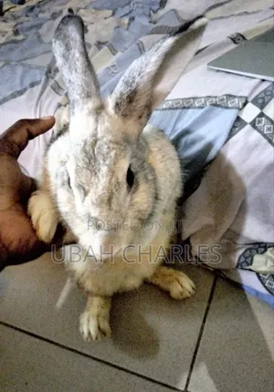 Adult Female Rabbits