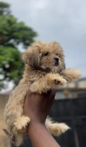1-3 months Male Purebred Lhasa Apso