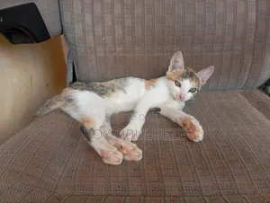 1-3 months Female Purebred American Shorthair