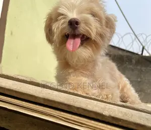 6-12 months Female Purebred Lhasa Apso