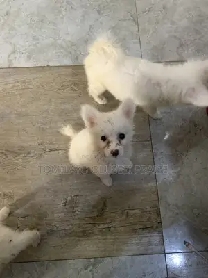 1-3 months Male Purebred American Eskimo