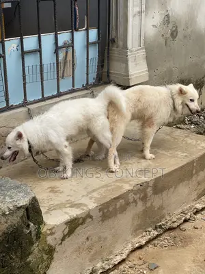 1+ year Male Purebred American Eskimo