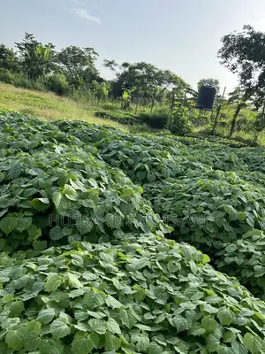 Gmelina (Melina Seedlings)