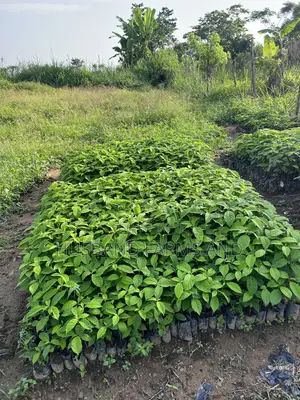 Afara (White Afara) Seedlings