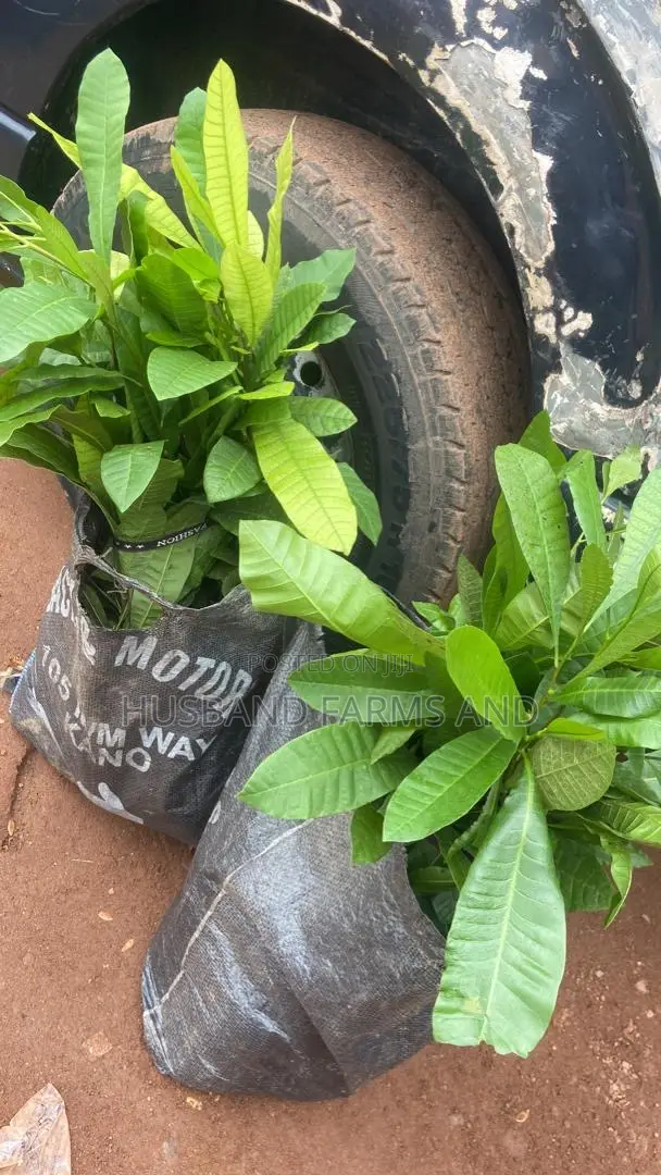 Jumbo Cashew Seedlings
