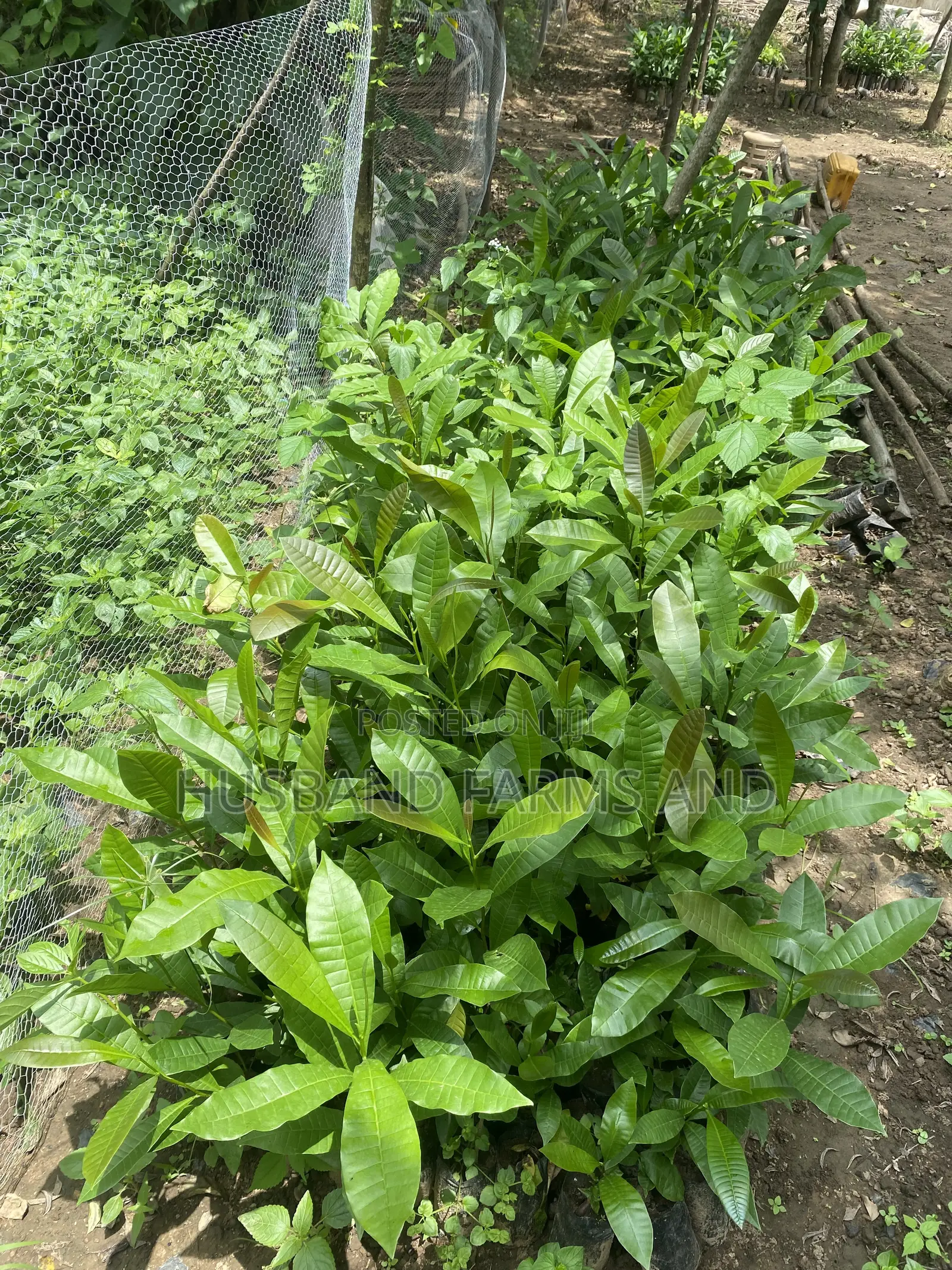 Jumbo Cashew Seedlings