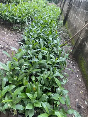 Jumbo Cashew Seedlings
