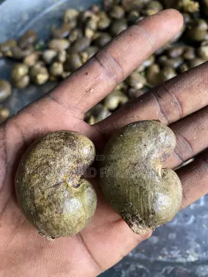 Jumbo Cashew Seedlings
