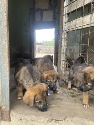1-3 months Male Mixed Breed German Shepherd