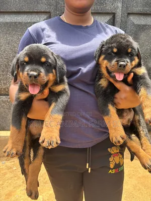 1-3 months Female Purebred Rottweiler
