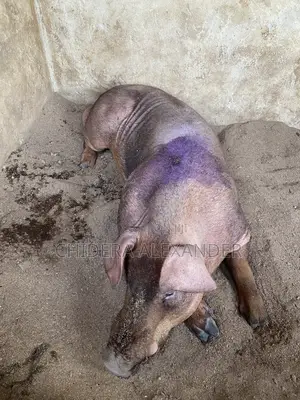 Purebred Mature Duroc Boars