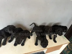 1-3 months Female Purebred Cane Corso