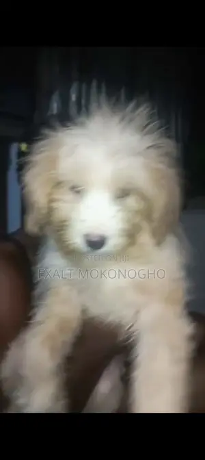 1-3 months Female Purebred Lhasa Apso