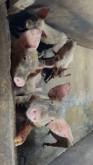 Pork Chops