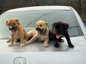 1-3 months Male Purebred Dog