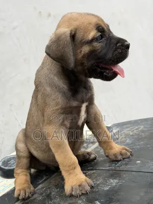 1-3 months Male Purebred Boerboel