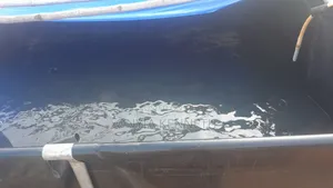 We Sell Very Affordable Catfish and`