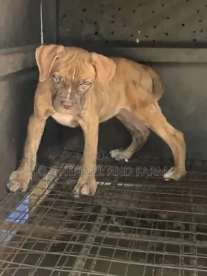 3-6 months Female Purebred Boerboel