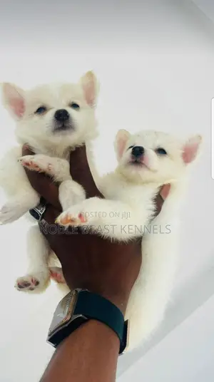 1-3 months Male Purebred American Eskimo