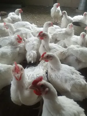 Grown Broiler Chicken for Sale
