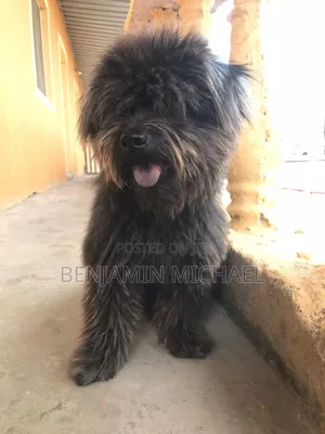 1+ year Male Mixed Breed Lhasa Apso
