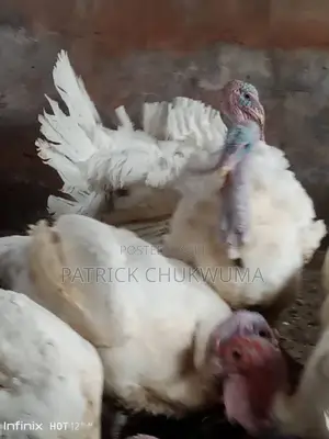Live Mature Turkey For Sale