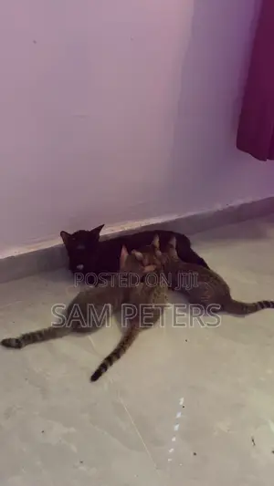 3-6 months Female Mixed Breed Tabby