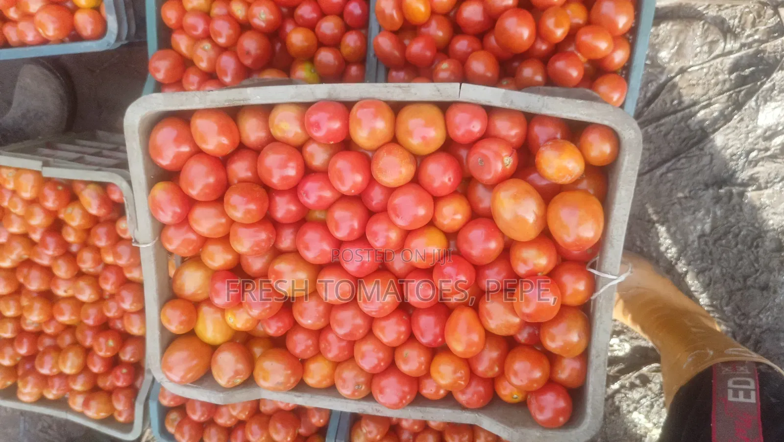 Vegetable, Tomatoes in Crate