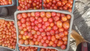 Vegetable, Tomatoes in Crate
