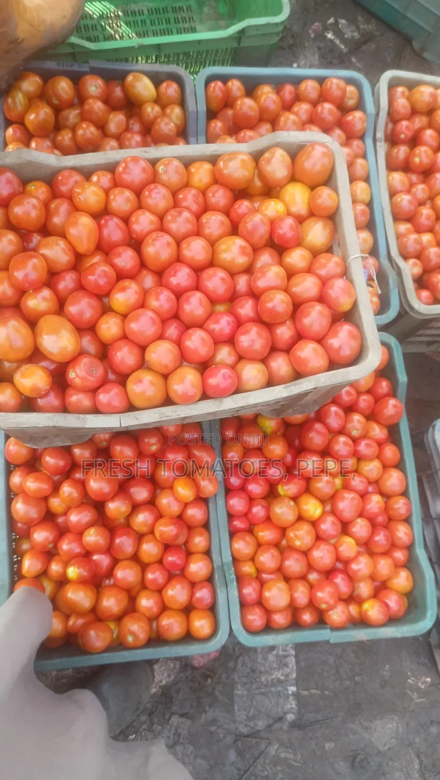 Vegetable, Tomatoes in Crate