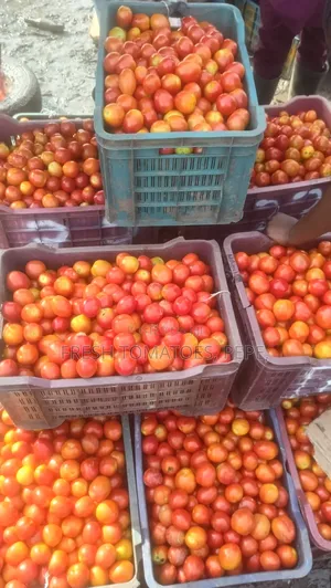 Vegetable, Tomatoes in Crate