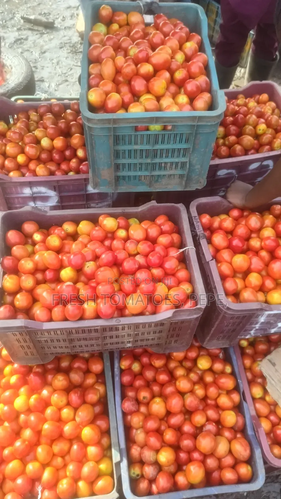 Vegetable, Tomatoes in Crate