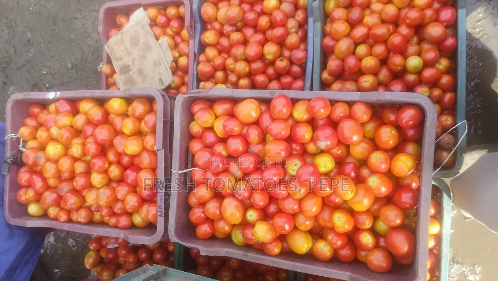 Vegetable, Tomatoes in Crate