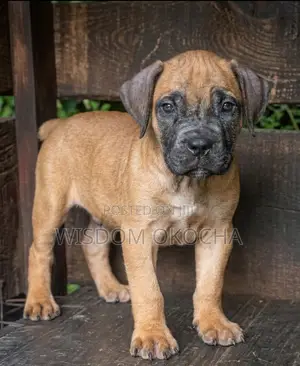 1-3 months Female Purebred Boerboel