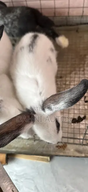 A Month Old Bunny