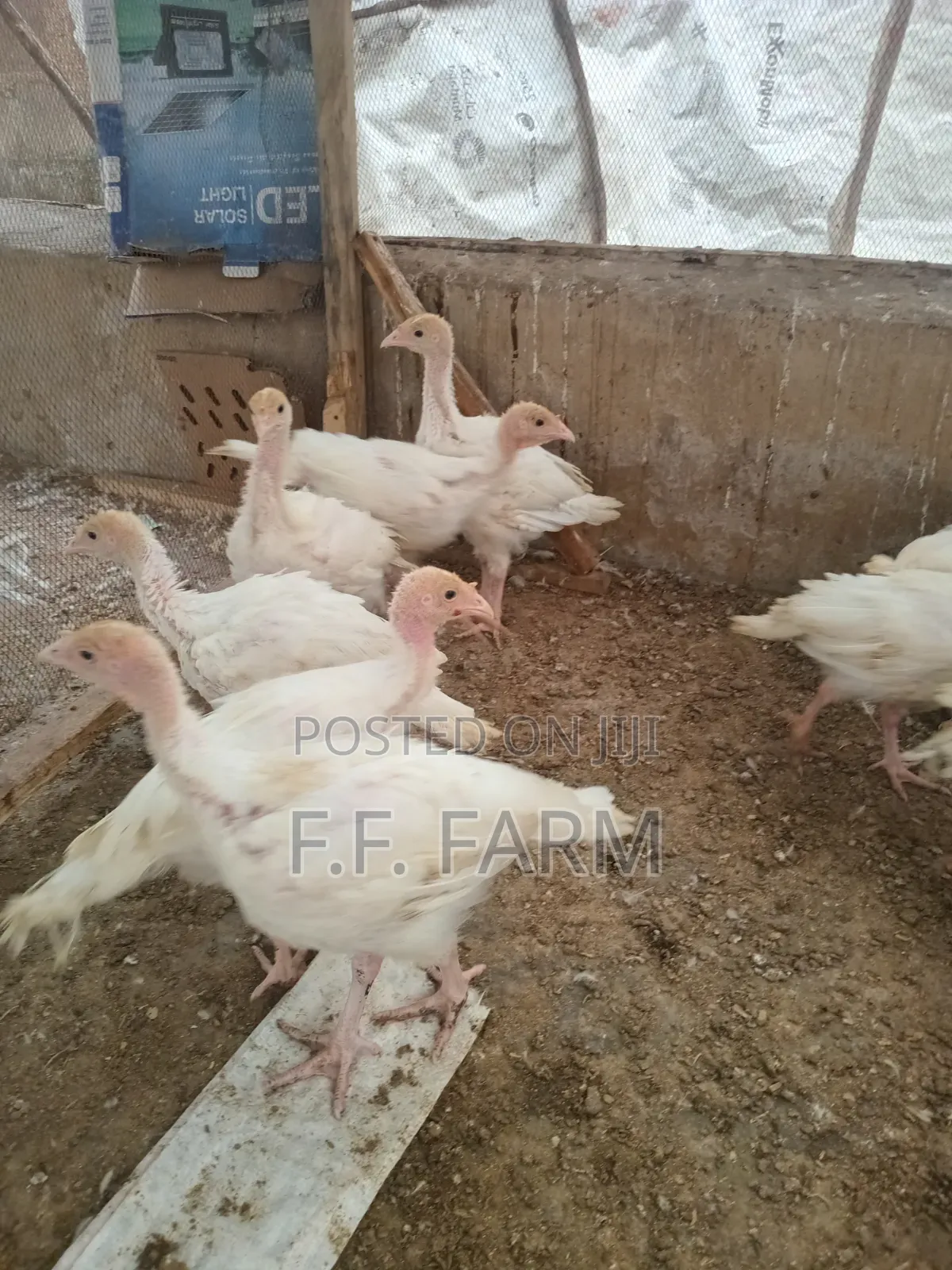 Foreign Turkey