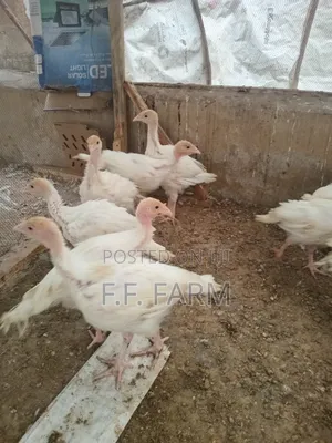 Foreign Turkey