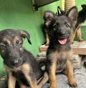 1-3 months Female Purebred German Shepherd