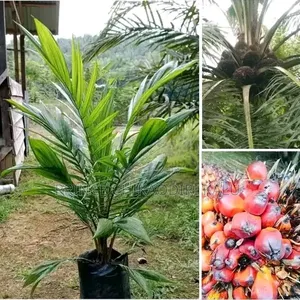 Dwarf Hybrid Coconut Seedlings
