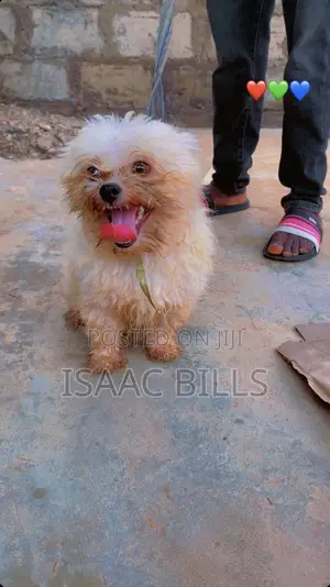 6-12 months Male Purebred Lhasa Apso