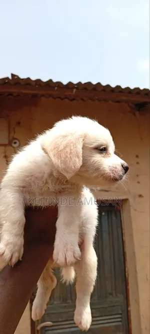 1-3 months Female Purebred Lhasa Apso