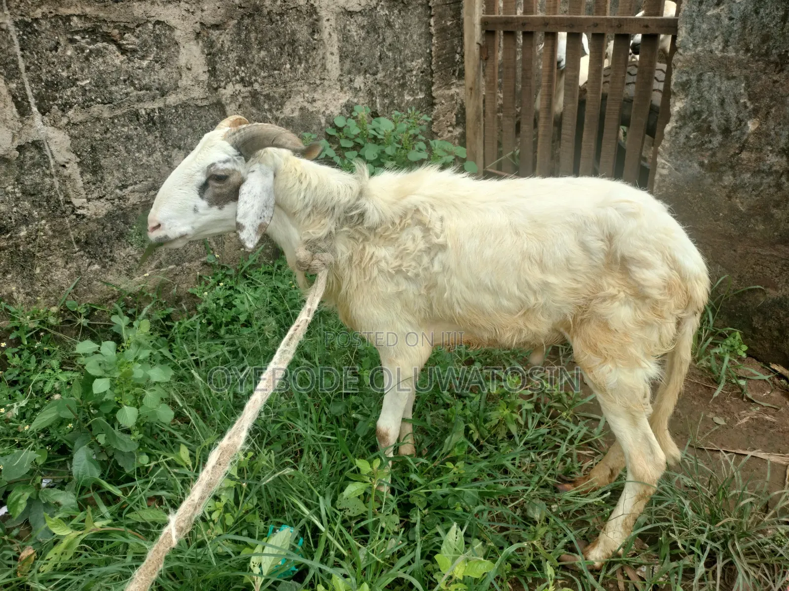 White Ram Healthy And Active