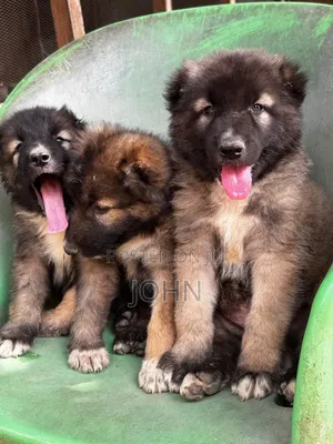 1-3 months Male Purebred Caucasian Shepherd