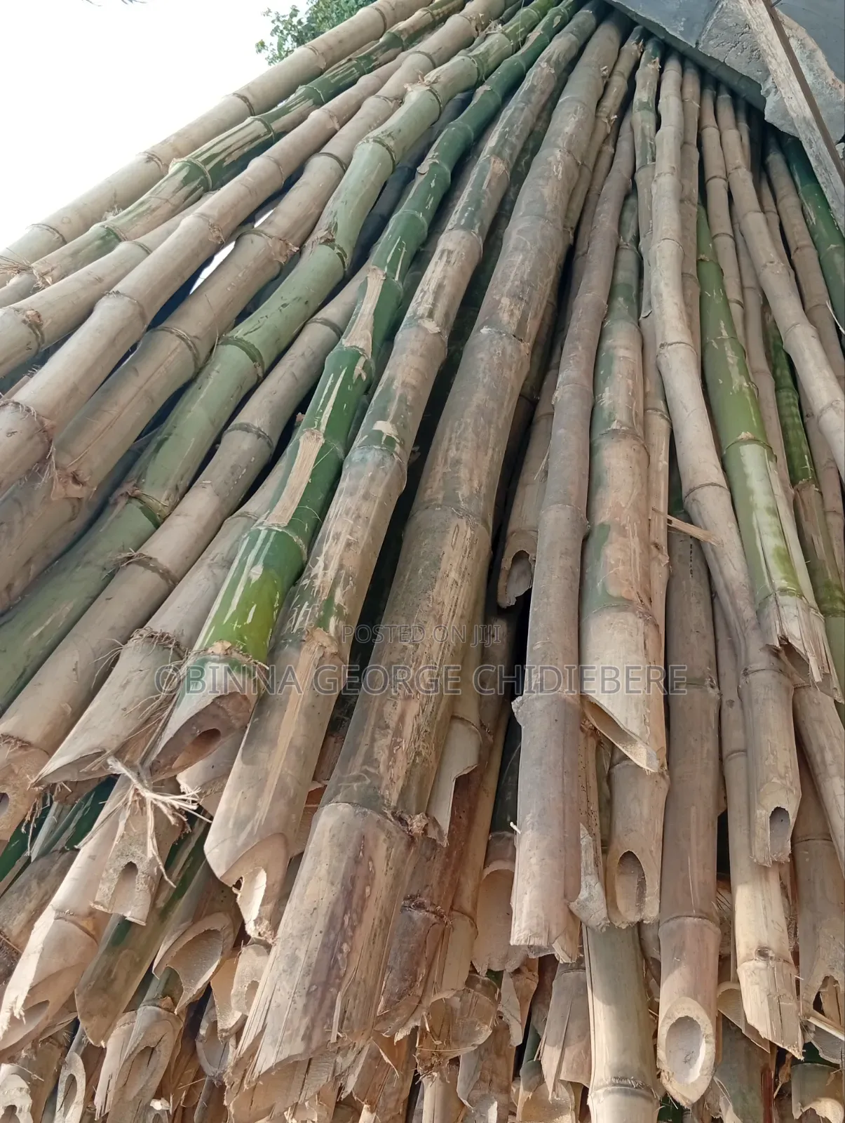 Bamboo Tree